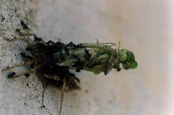 Galleria di insetti predatori e loro prede